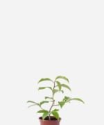 Ora-Pro-Nóbis (<em>Pereskia aculeata</em>)