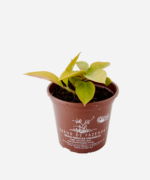 Ora-Pro-Nóbis Dourada (<em>Pereskia aculeata</em> var. <em>godseffiana</em>) - Imagem 3