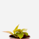 Ora-Pro-Nóbis Dourada (<em>Pereskia aculeata</em> var. <em>godseffiana</em>)