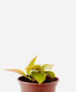 Ora-Pro-Nóbis Dourada (<em>Pereskia aculeata</em> var. <em>godseffiana</em>)