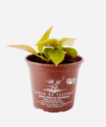 Ora-Pro-Nóbis Dourada (<em>Pereskia aculeata</em> var. <em>godseffiana</em>) - Imagem 2
