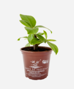 Ora-Pro-Nóbis da Flor Rosa (<em>Pereskia grandiflora</em>) - Imagem 3