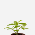 Ora-Pro-Nóbis da Flor Rosa (<em>Pereskia grandiflora</em>)
