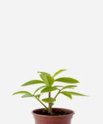 Ora-Pro-Nóbis da Flor Rosa (<em>Pereskia grandiflora</em>)