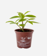 Ora-Pro-Nóbis da Flor Rosa (<em>Pereskia grandiflora</em>) - Imagem 2