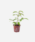 Ora-Pro-Nóbis (<em>Pereskia aculeata</em>) - Imagem 2