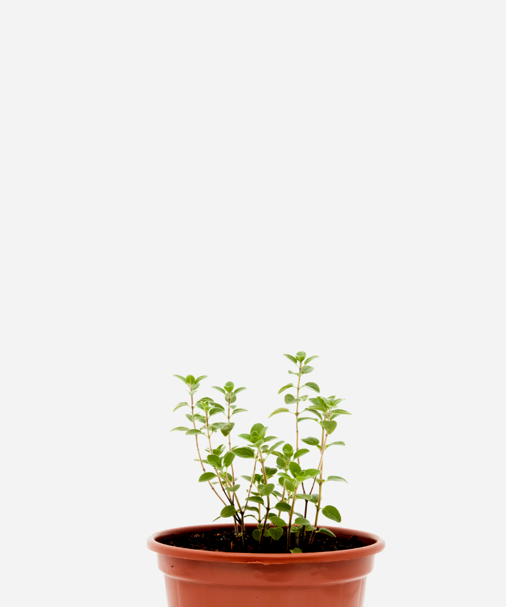 OREGANO-CORTE.png Orégano (<em>Origanum vulgare</em>) - Imagem 1