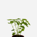 Patchouli (<em>Pogostemon patchouli</em>)