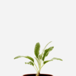 Peixinho (<em>Stachys byzantina</em>)