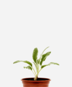 Peixinho (<em>Stachys byzantina</em>)