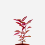 Perpétua/Penicilina (<em>Alternanthera brasiliana</em>)