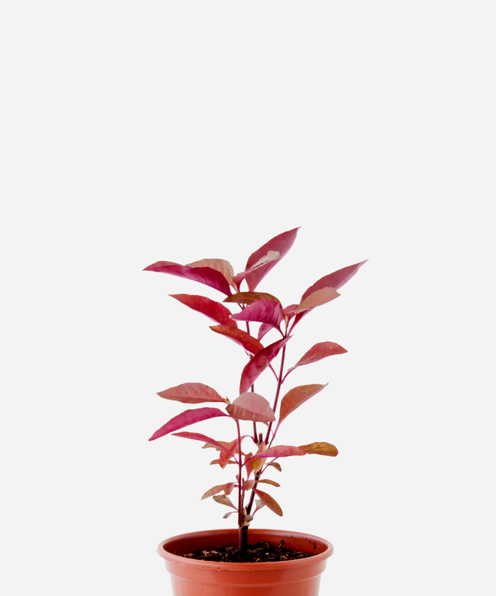 PENICILINA-CORTE.png Perpétua/Penicilina (<em>Alternanthera brasiliana</em>) - Imagem 1