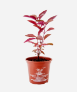 Perpétua/Penicilina (<em>Alternanthera brasiliana</em>) - Imagem 2