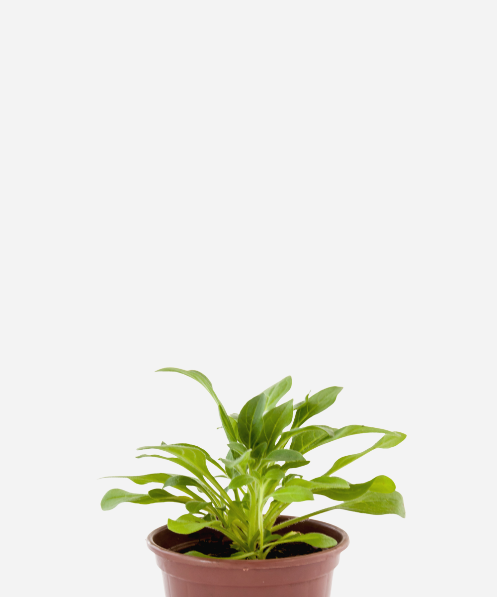 PETUNIA-CORTE.png Petúnia (<em>Petunia hybrida</em>) - Imagem 1
