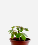 Pinhão Roxo (<em>Jatropha gossypiifolia</em>)