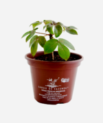 Pinhão Roxo (<em>Jatropha gossypiifolia</em>) - Imagem 2