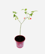 Pimenta Biquinho (<em>Capsicum chinense</em>) - Imagem 3