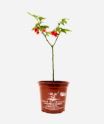 Pimenta Biquinho (<em>Capsicum chinense</em>) - Imagem 2