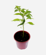 Pimenta Caiena (<em>Capsicum annuum</em>) - Imagem 3