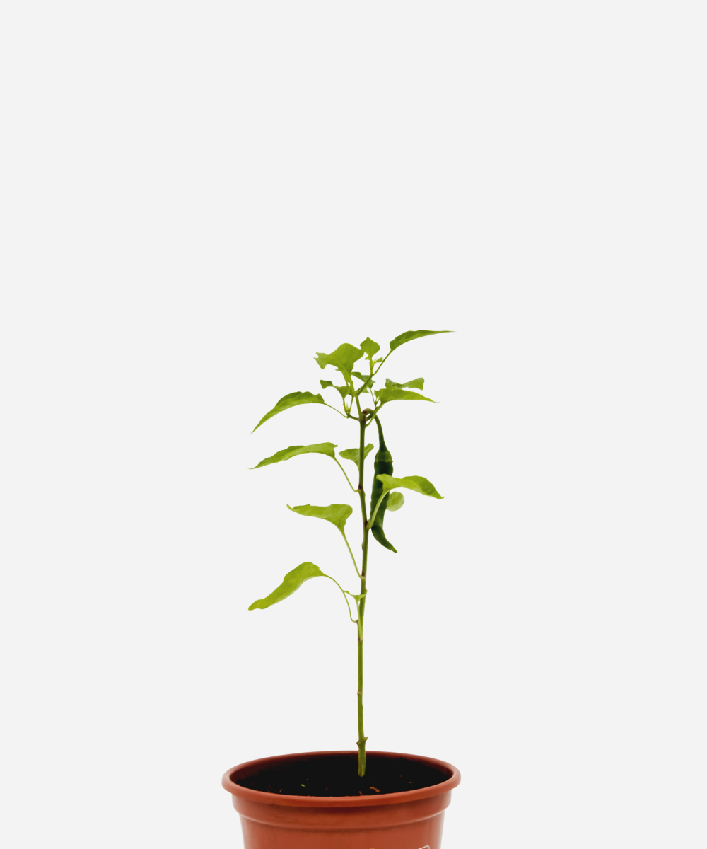 PIMENTA-CAYENA-CORTE.png Pimenta Caiena (<em>Capsicum annuum</em>) - Imagem 1