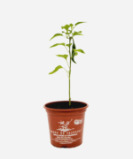 Pimenta Caiena (<em>Capsicum annuum</em>) - Imagem 2