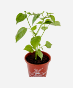 Pimenta Dedo de Moça (<em>Capsicum frutescens</em>) - Imagem 3