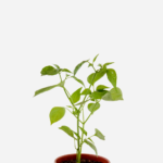 Pimenta Dedo de Moça (<em>Capsicum frutescens</em>)