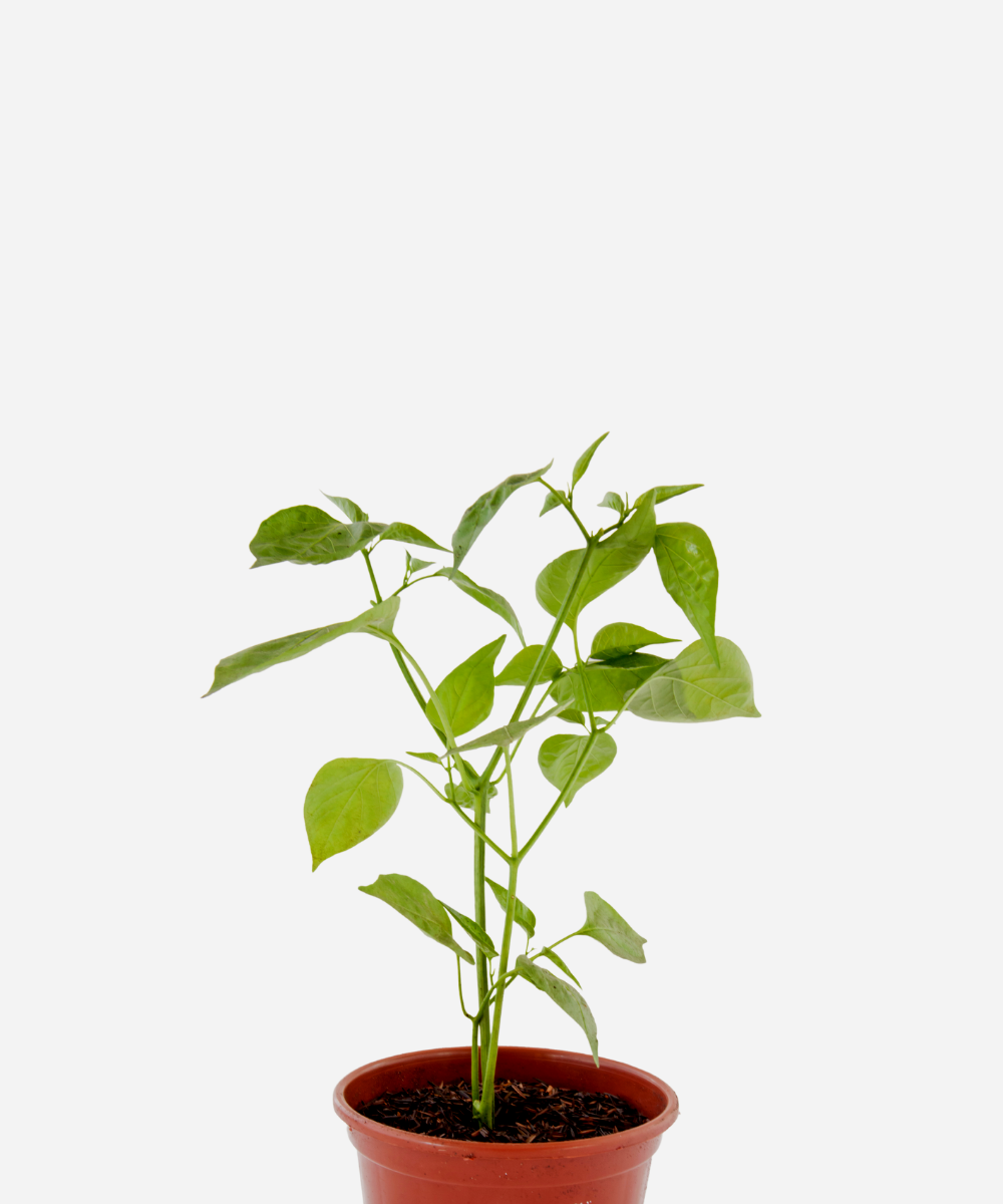 PIMENTA-DEDO-MOCA-CORTE.png Pimenta Dedo de Moça (<em>Capsicum frutescens</em>) - Imagem 1
