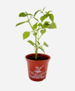Pimenta Dedo de Moça (<em>Capsicum frutescens</em>) - Imagem 2