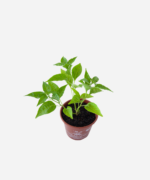 Pimenta Malagueta (<em>Capsicum frutescens</em>) - Imagem 3