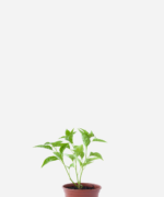 Pimenta Malagueta (<em>Capsicum frutescens</em>)