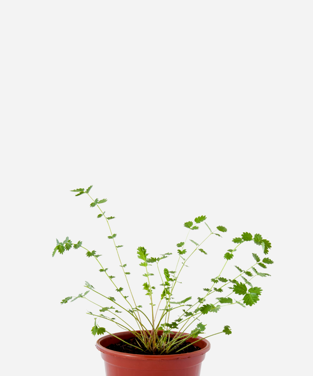 PIMPINELA-CORTE.png Pimpinela (<em>Sanguisorba minor</em>) - Imagem 1