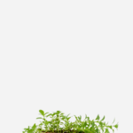 Poejo (<em>Mentha pulegium</em>)