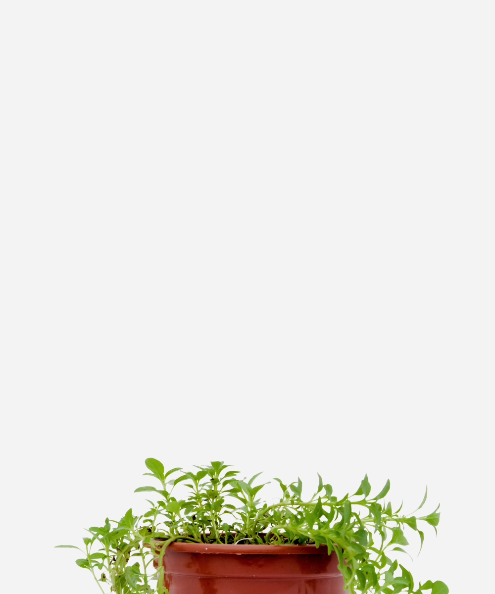 POEJO-CORTE-1.png Poejo (<em>Mentha pulegium</em>) - Imagem 1