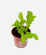 Rúcula (<em>Euruca sativa</em>) - Imagem 3