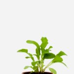 Rúcula (<em>Euruca sativa</em>)