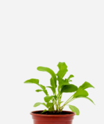 Rúcula (<em>Euruca sativa</em>)
