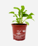 Rúcula (<em>Euruca sativa</em>) - Imagem 2