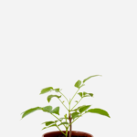 Sabugueiro (<em>Sambucus australis</em>)