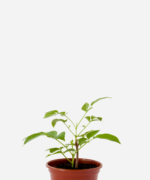 Sabugueiro (<em>Sambucus australis</em>)