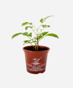 Sabugueiro (<em>Sambucus australis</em>) - Imagem 2