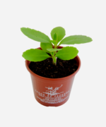 Saião (<em>Kalanchoe pinnata</em>) - Imagem 3