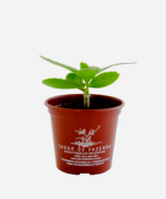 Saião (<em>Kalanchoe pinnata</em>) - Imagem 2