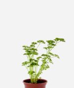 Salsa Crespa (<em>Petroselinum sativum</em>)