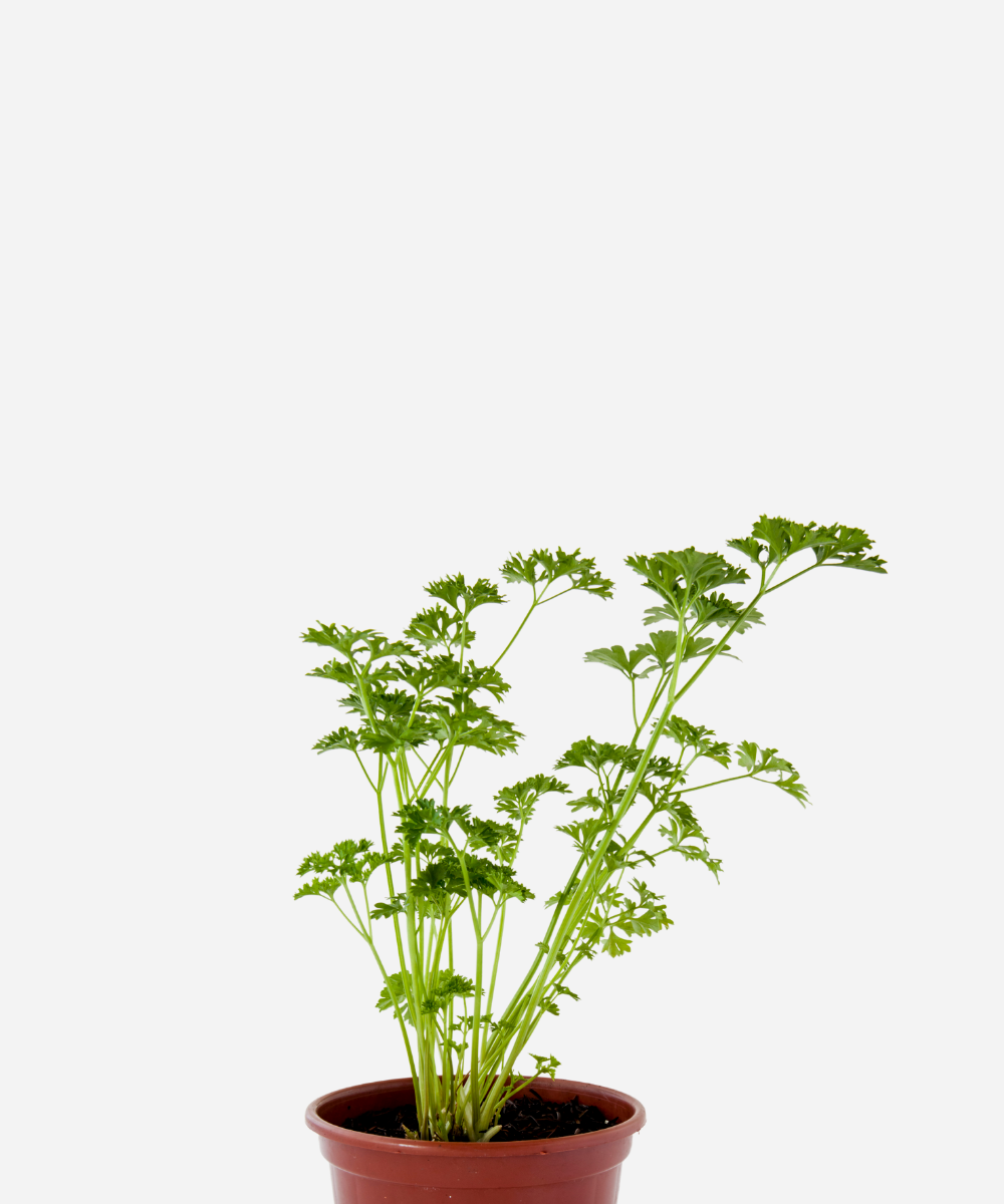 SALSA-CRESPA-CORTE-1.png Salsa Crespa (<em>Petroselinum sativum</em>) - Imagem 1