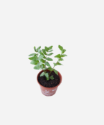 Salsa Libanesa (<em>Apium nodiflorum</em>) - Imagem 3