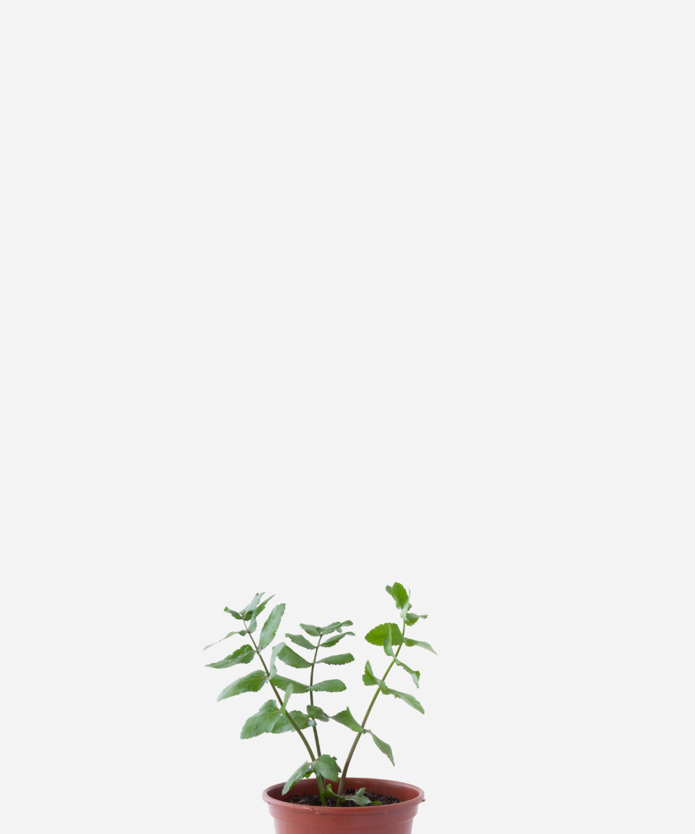 SALSA-LIBANESA-CORTE.png Salsa Libanesa (<em>Apium nodiflorum</em>) - Imagem 1