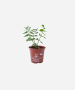 Salsa Libanesa (<em>Apium nodiflorum</em>) - Imagem 2