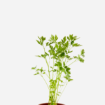 Salsa Lisa (<em>Petroselinum sativum</em>)