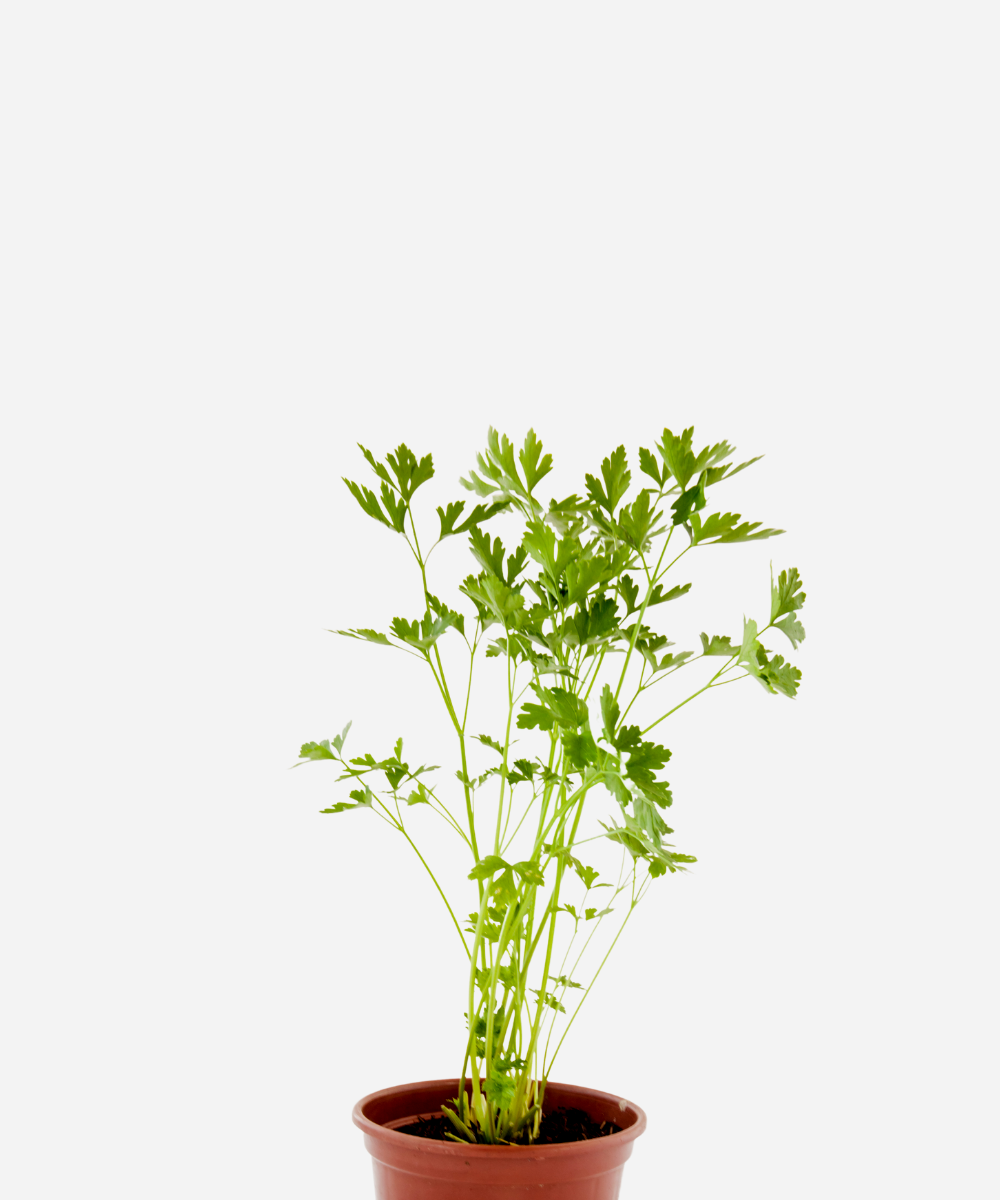 SALSA-LISA-CORTE-1.png Salsa Lisa (<em>Petroselinum sativum</em>) - Imagem 1